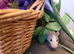 Beautiful Fancy rats