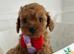 Very RARE pocket sized Asian poodle x cavapoo puppies