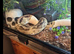 Fire pied male python