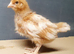 Chickens / hens / chicks for sale