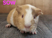 Beautiful Baby guinea pigs for sale