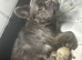 READY TO LEAVW Fluffy Frenchbulldog Merle