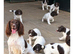 Exceptional English springer spaniel pups
