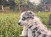 Merle welsh collies
