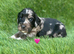 Outstanding Cocker Spaniel Puppies