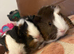 Guinea pigs for sale