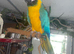 Stunning Blue & Gold Macaw – 10 Years Old