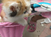 Siberian hypoallergenic kittens