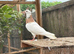 3 Toghi pigeons for sale