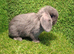 Min lops ready now