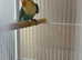 2 baby lovebirds