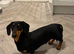 Miniature dachshund