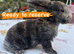Mini plush lop babies