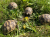 Mediterranean spurthigh tortoise hatchlings