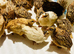 Point of lay Jumbo Coturnix Quail