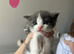 5 Gorgeous Kittens~Ready to reserve