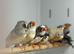 Zebra finches
