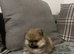 Pomeranian puppie KC