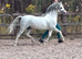 Stunning Welsh section a licensed stallion