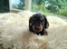 Cockapoo F2