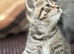 British shorthair girls blue and chocolate