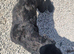 KC Giant schnauzer puppy's