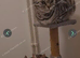 Only 1 boy left Snow Bengal