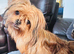 Pretty small Yorkie girl
