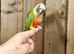 Pineapple conure