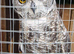 2 african eagle spotted owls