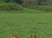 German Shepherd Puppies