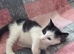 Adorable Kittens Looking for Loving Homes