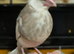 Java finches 2026