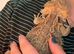 loving bearded dragon