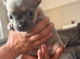 Beautiful French bulldogs