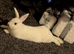 Netherland dwarf x New Zealand