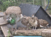Proven pair of breeding Indian Peafowl