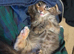 1 Female kitten tortoise shell tabby Maincoon