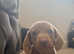 Ready now!! Miniature dachshund puppies