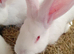 3 11 week old continental x flemish giant rabbits