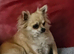 A handsome boy