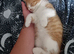 11 week old kitten