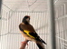 P-Throat Goldfinch Hen 2025