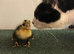 Ducklings