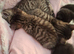 4 kittens 8 weeks old