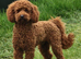 Dark fox red labradooles