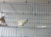 Canary