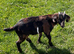 Derek castrated Boer x goat kid