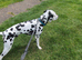 KC Dalmatian for Stud