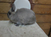 Netherland dwarfs